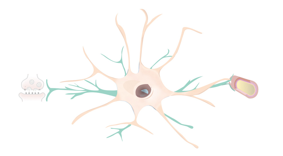 astrocytes